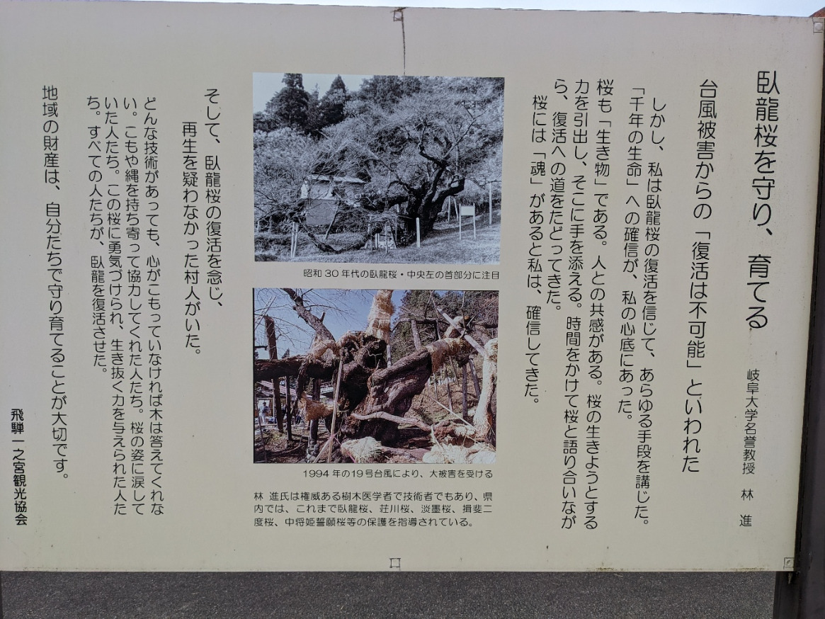 臥龍桜の比類なき生命力に あらためて幹を振り返る（公園内の案内板）