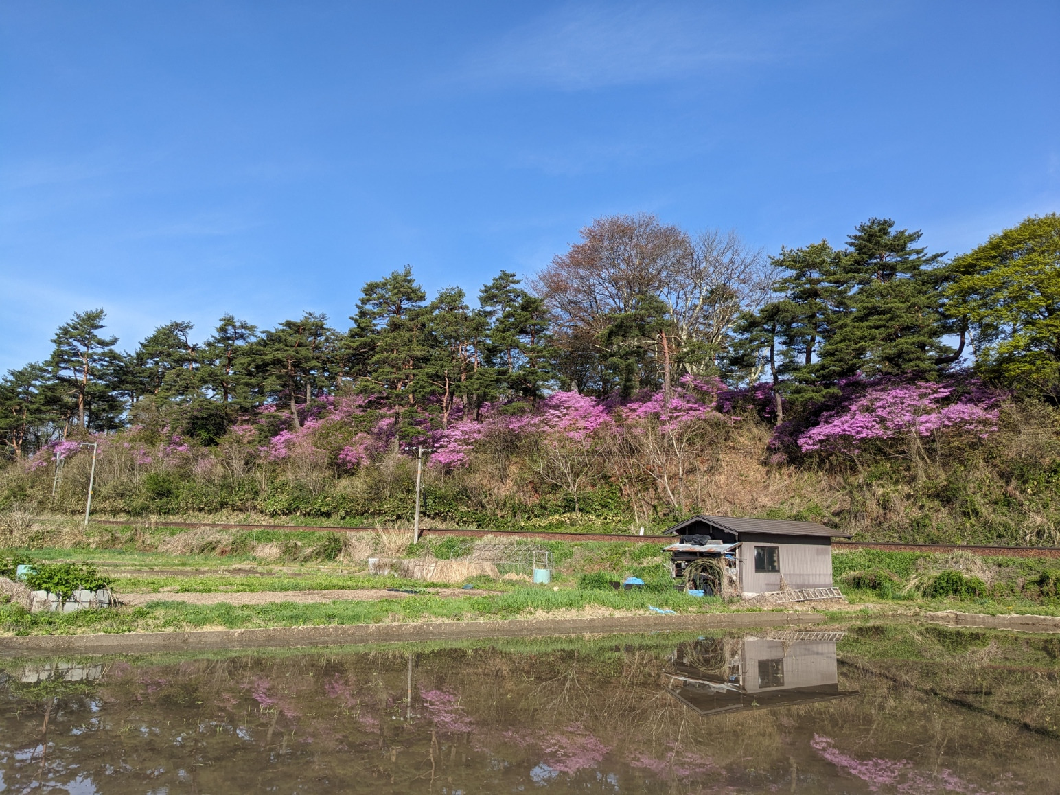 お旅山のゴバノミツバツツジ 例年より1週間ほど早い満開に