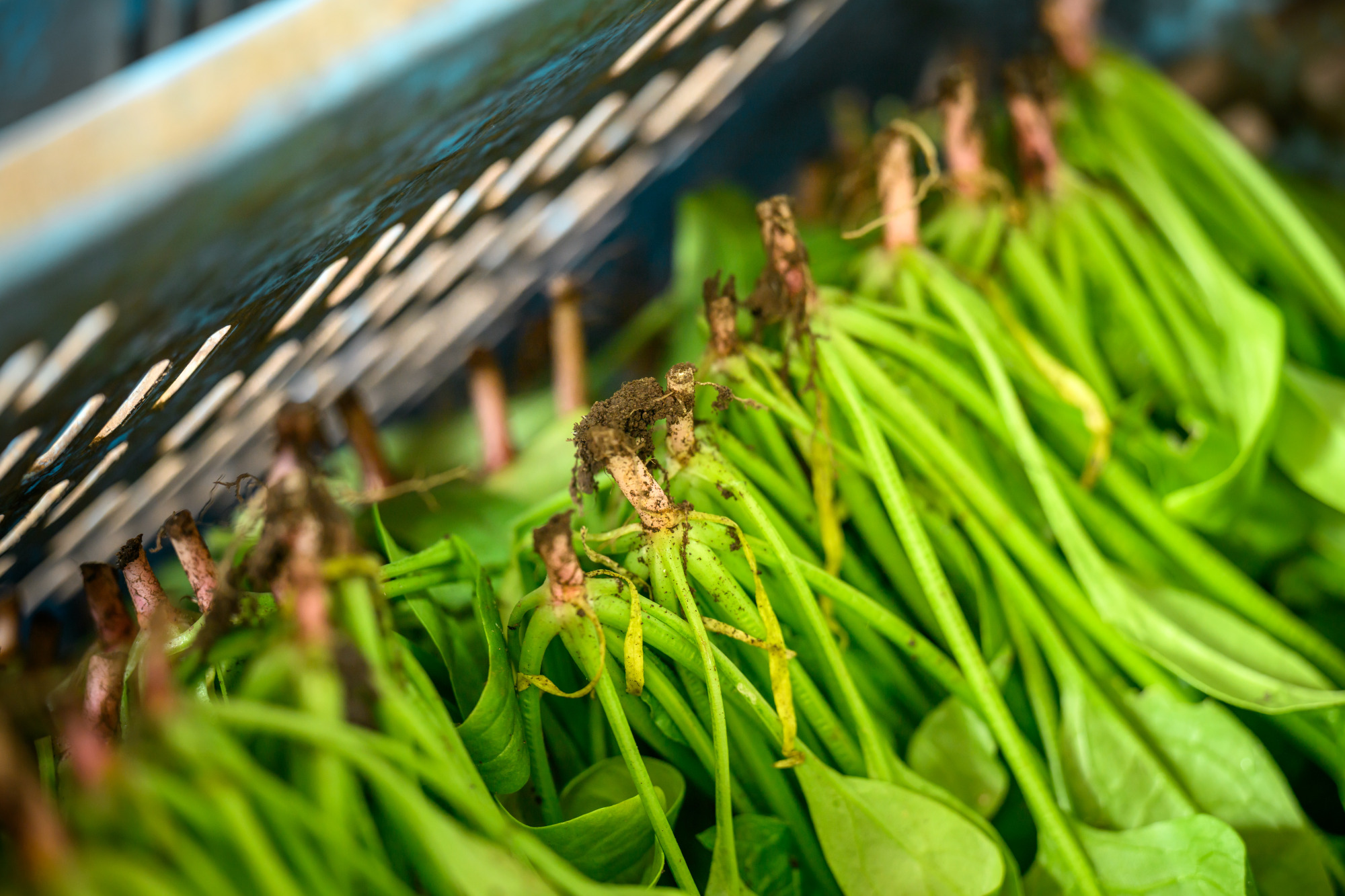 飛騨ほうれん草