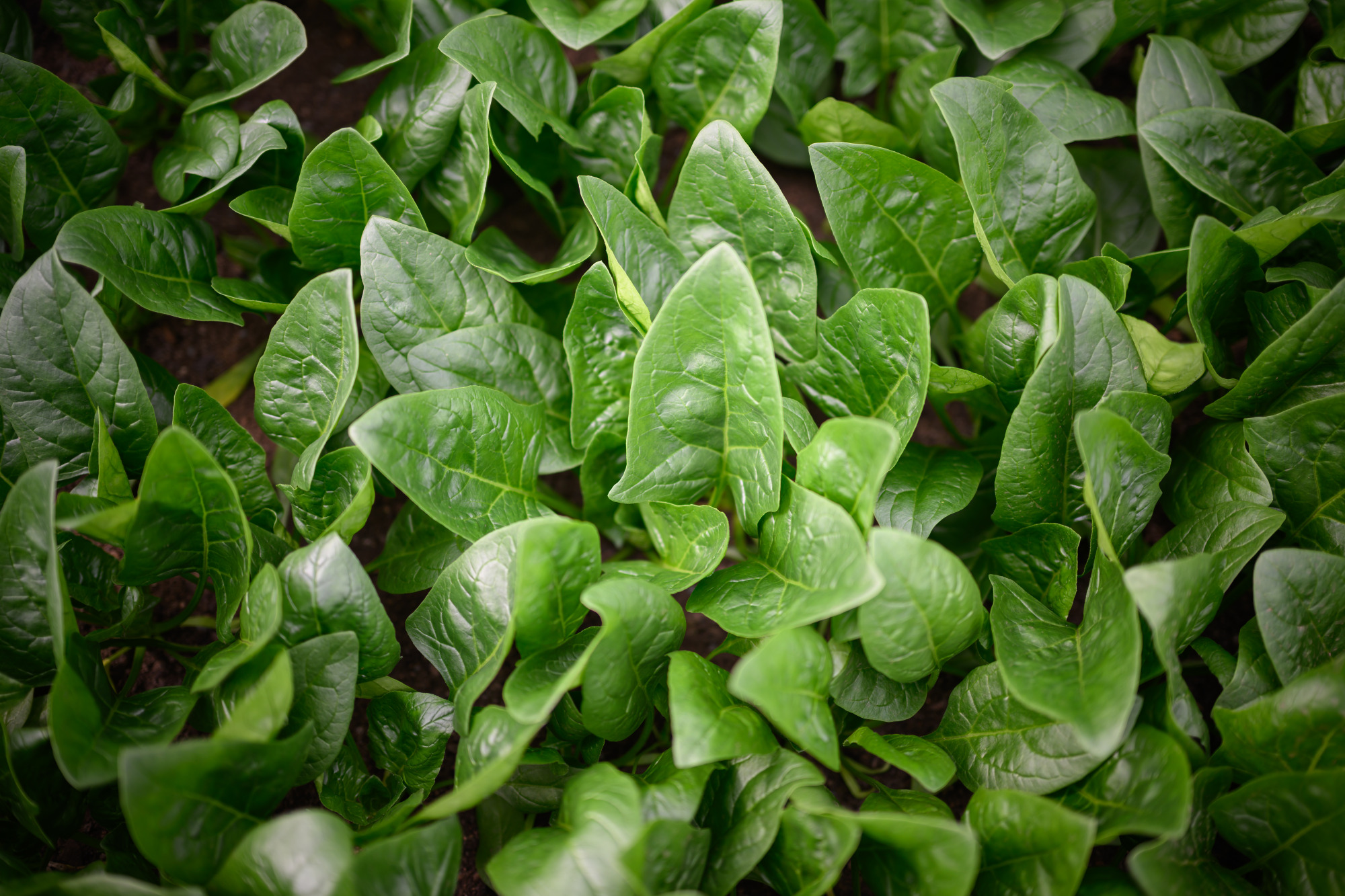 飛騨ほうれん草