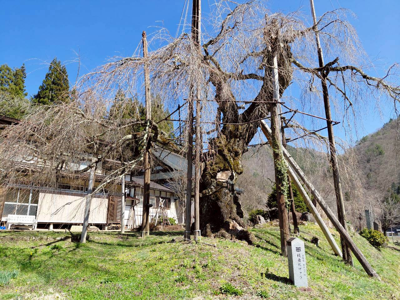 4/6　シダレザクラ