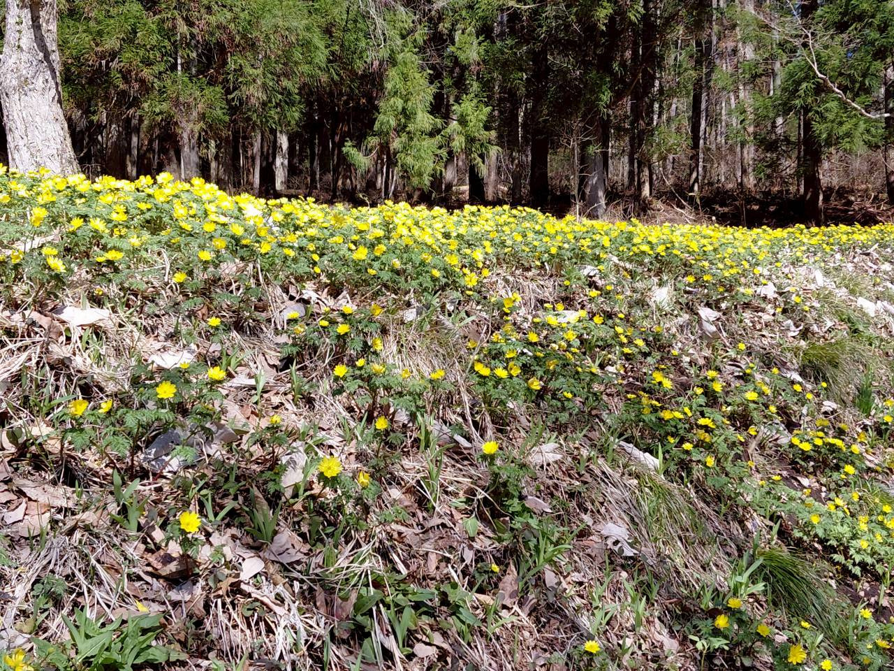 4/6　フクジュソウ
