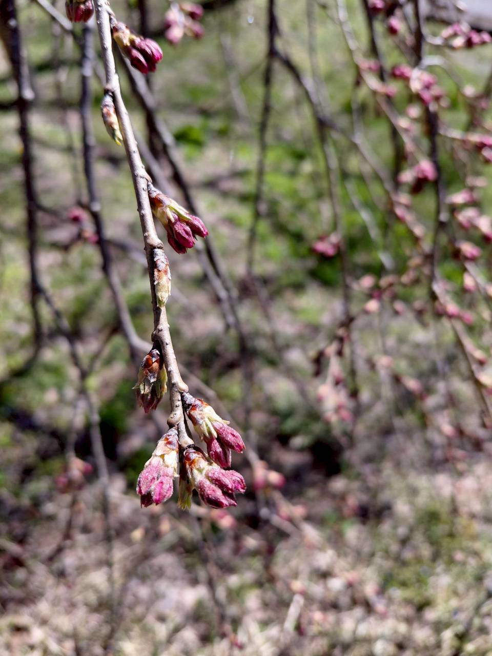 4/6　シダレザクラ