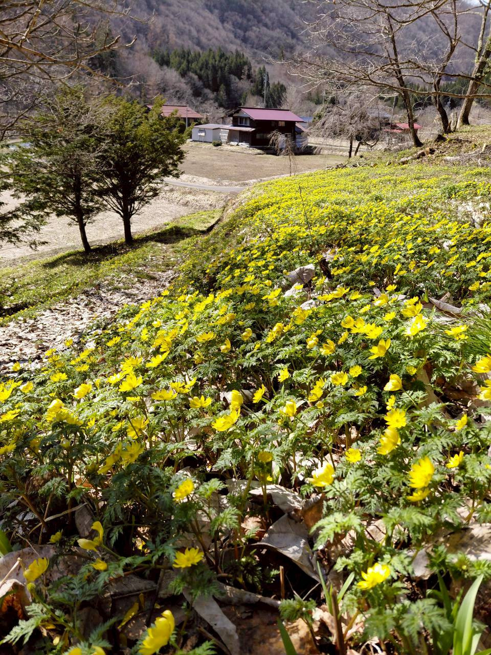 4/6　フクジュソウ