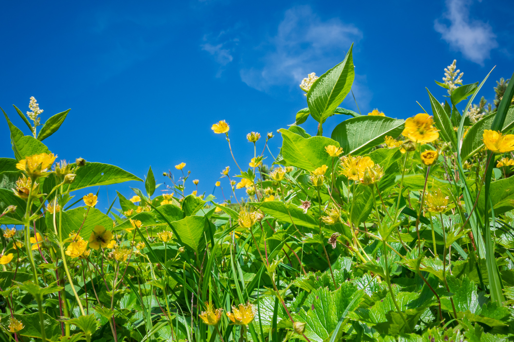 短い夏を惜しむかのように咲き誇る花々