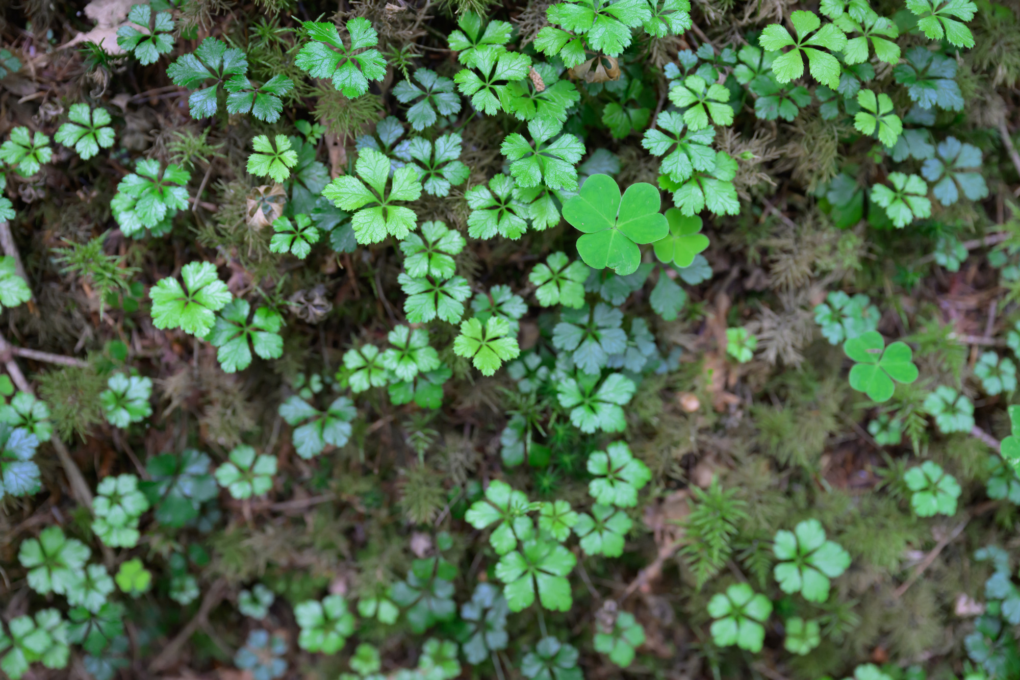 豊かな水のもと植物が生い茂る