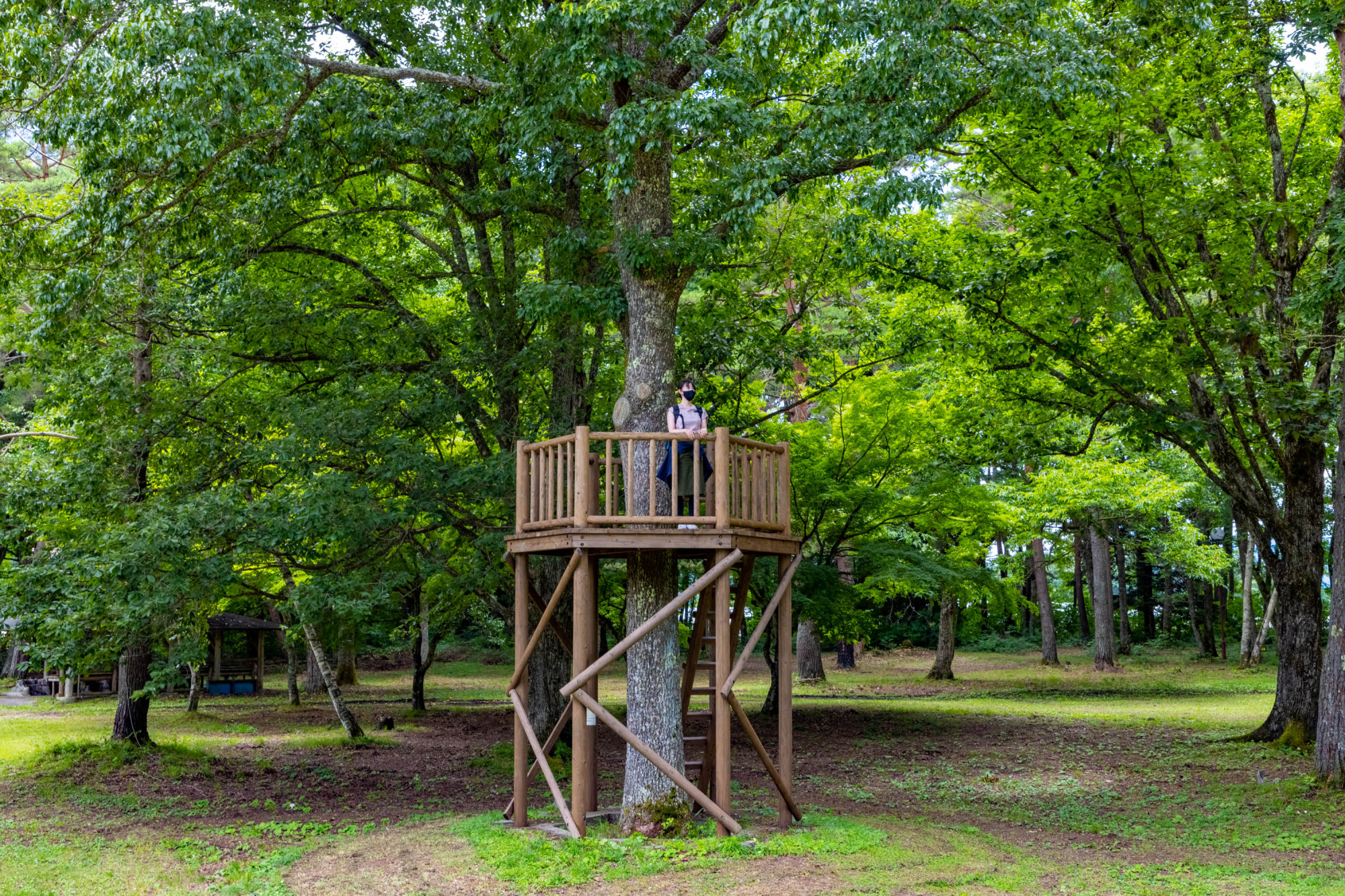 樹上の秘密基地は大人を子どもに変える場所