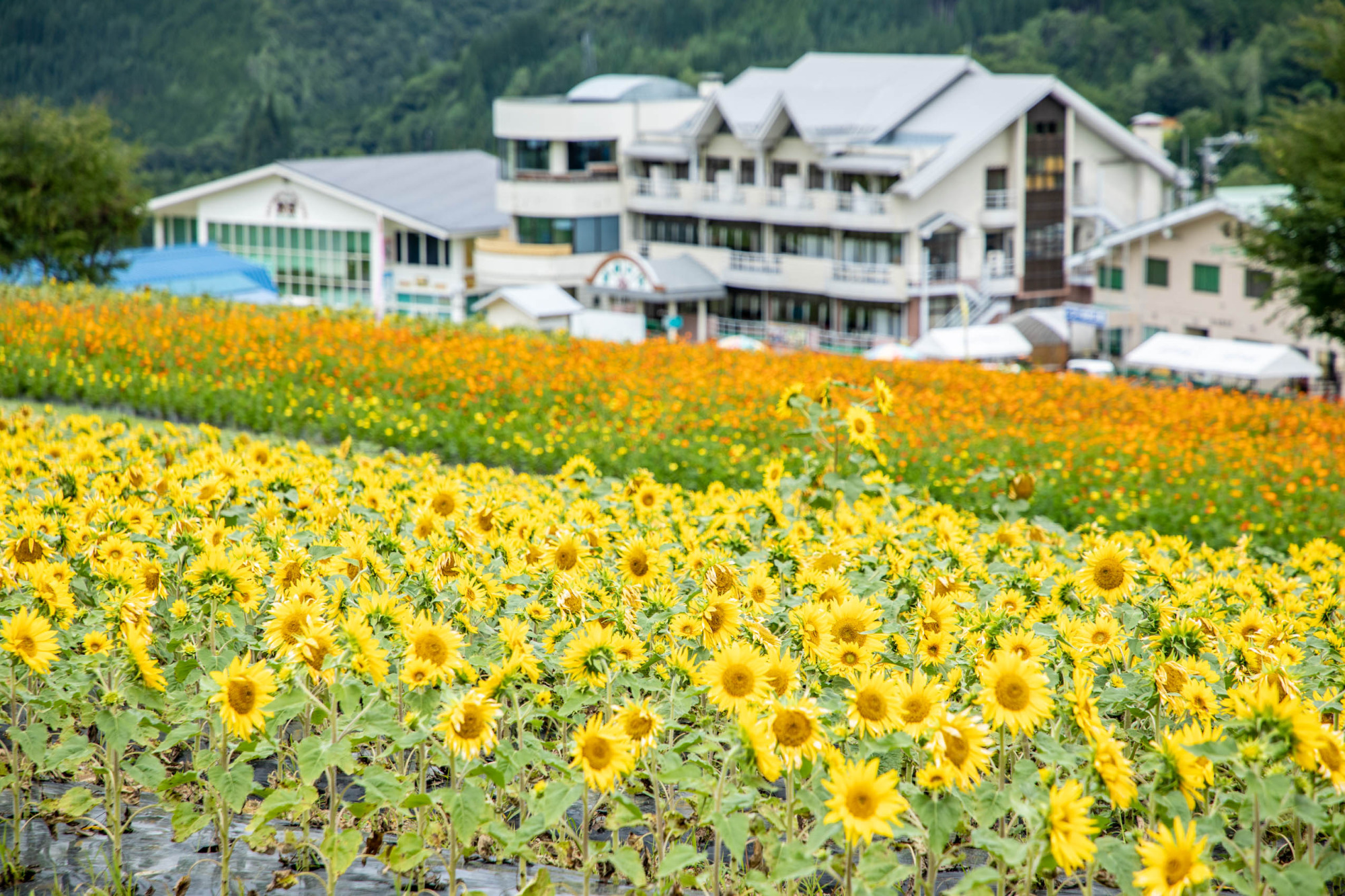 どこまでも続く花畑はまさに黄色の絨毯
