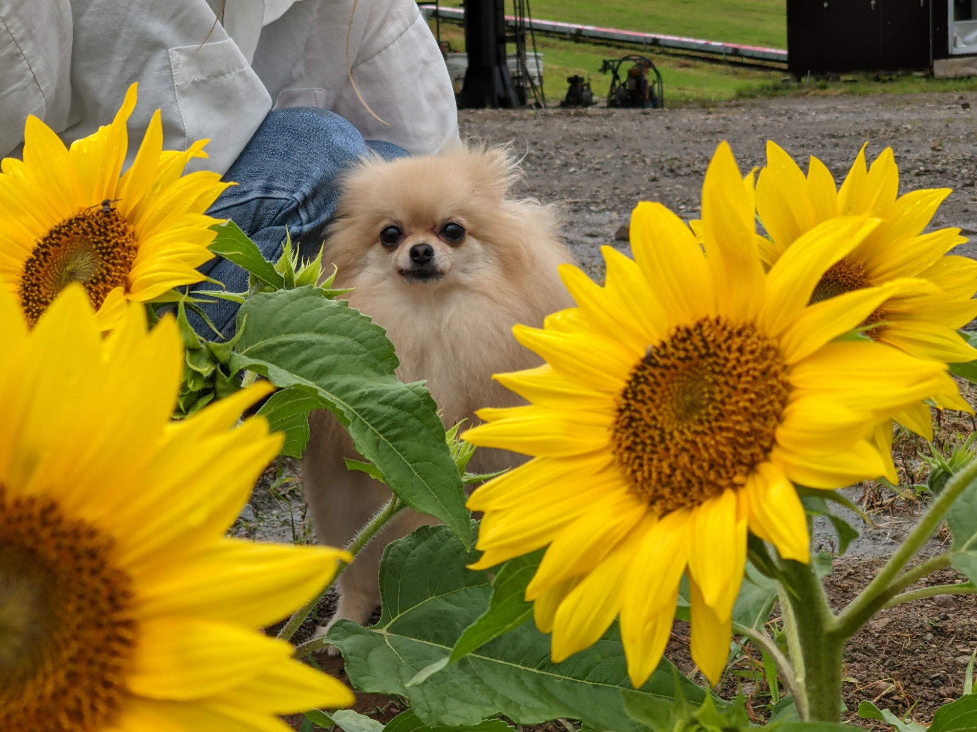 愛犬とお花を一緒に撮ろう