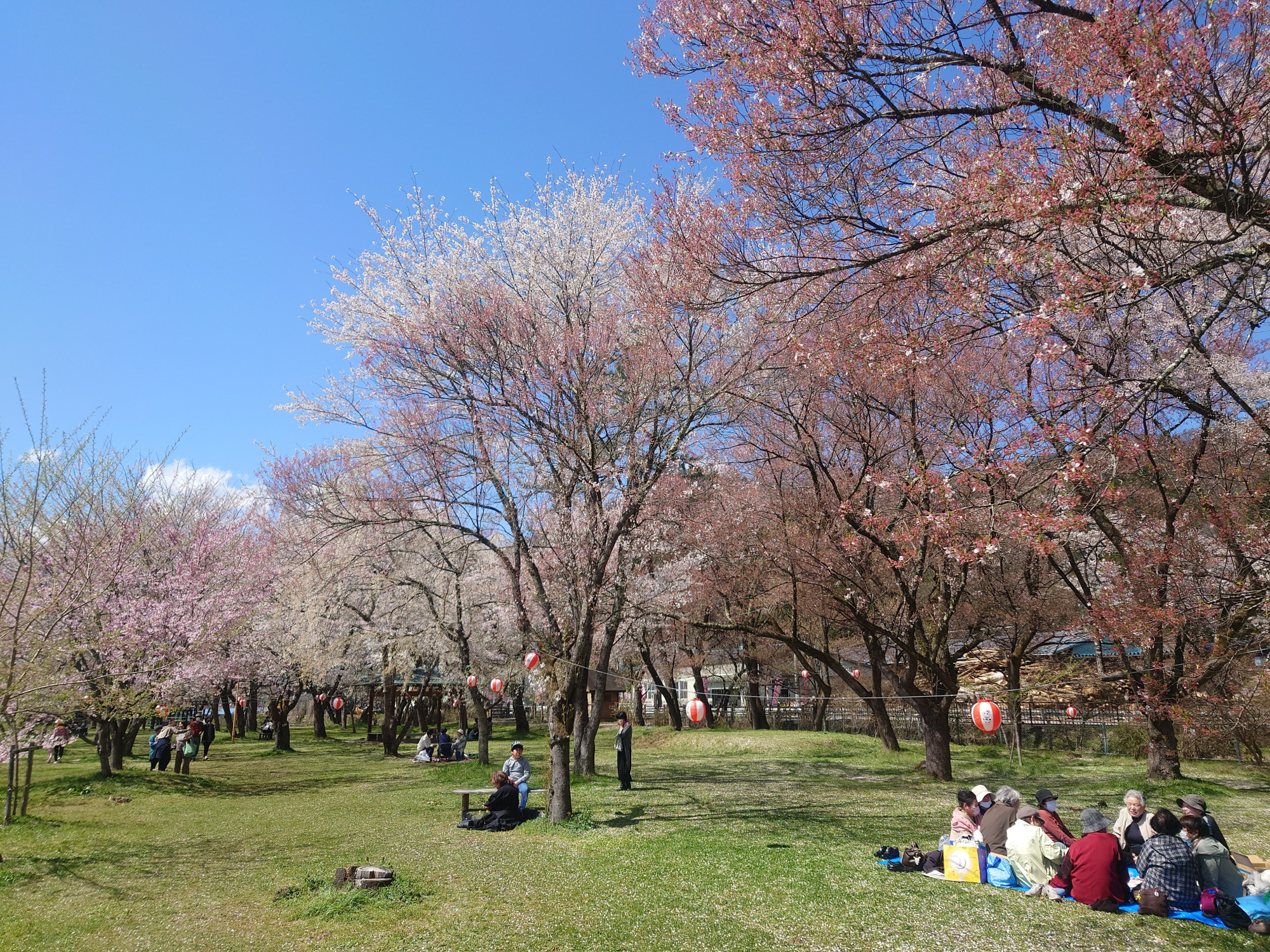桜野公園は国府町民の憩いの場所でもあります。