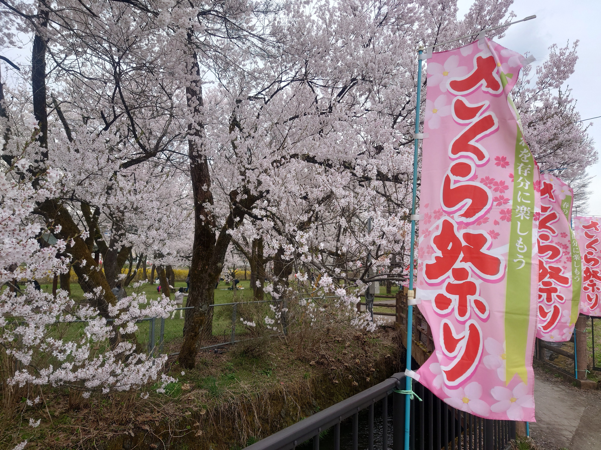 桜色ののぼり旗が目印