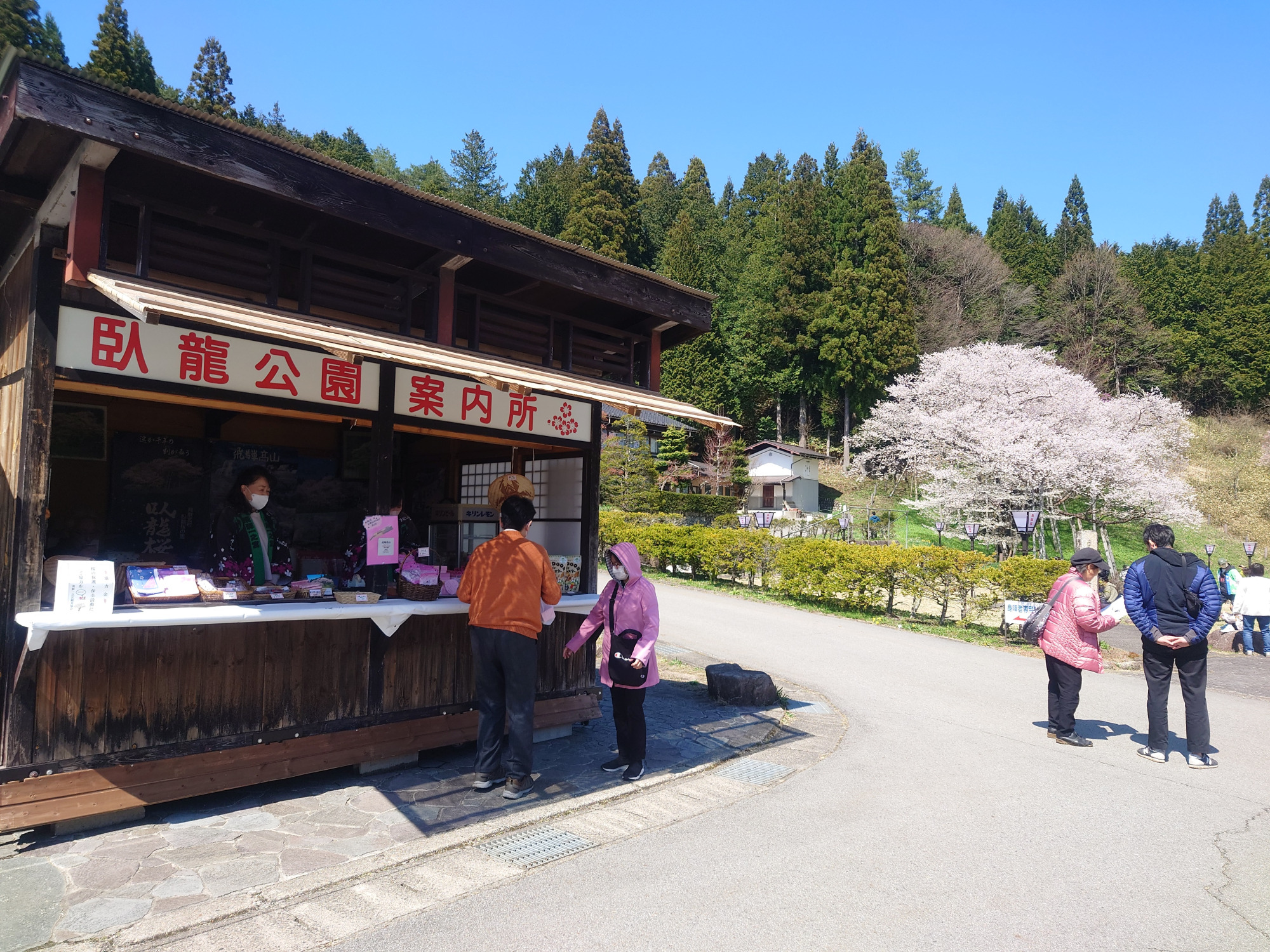 桜まつり期間中の様子