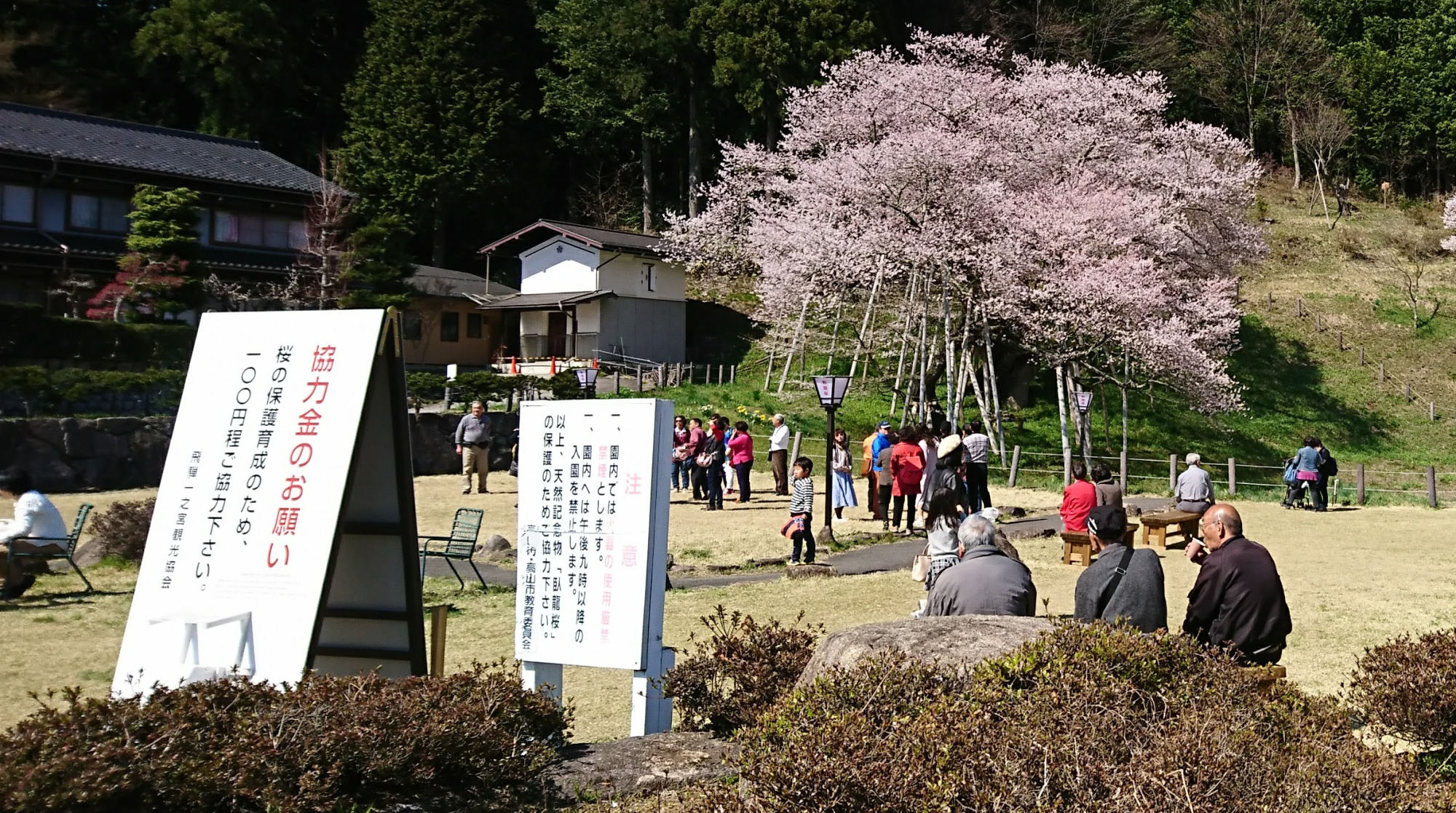 臥龍桜の保護育成のため、ご来場の際は協力金100円でご支援いただけるとありがたいです。(募金箱を設置)