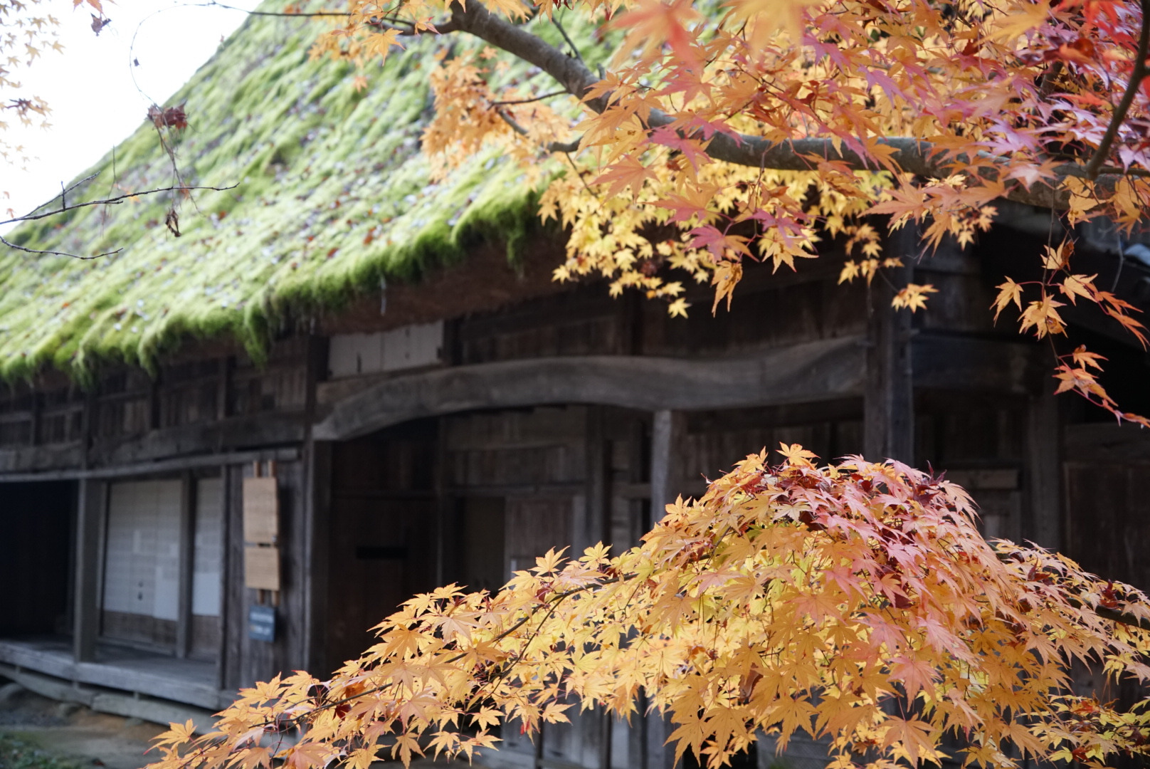 紅葉も綺麗です！