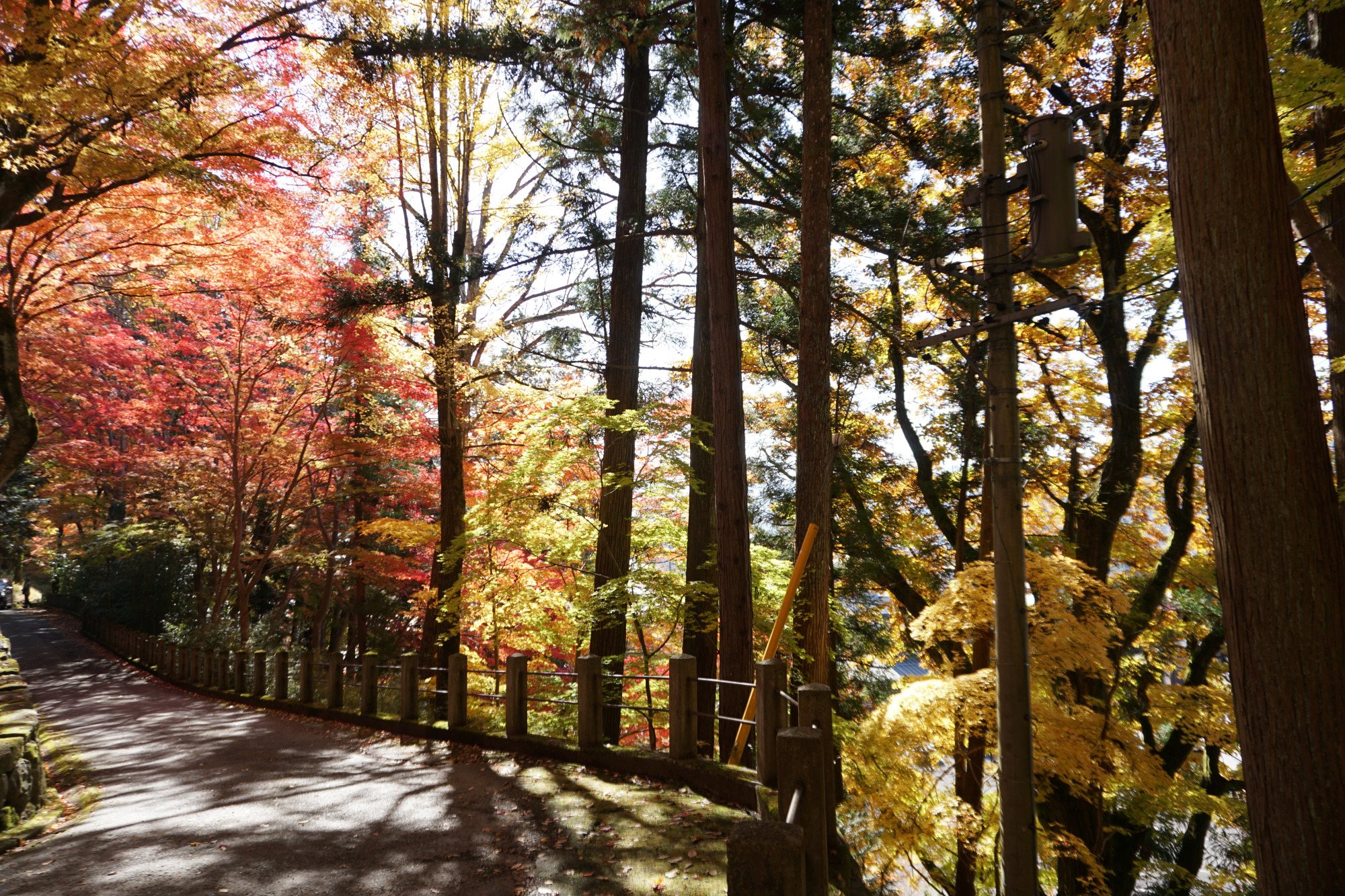 日枝神社の紅葉1
