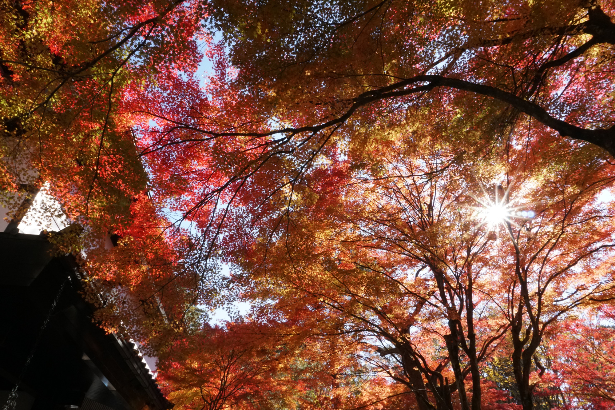日枝神社の紅葉2