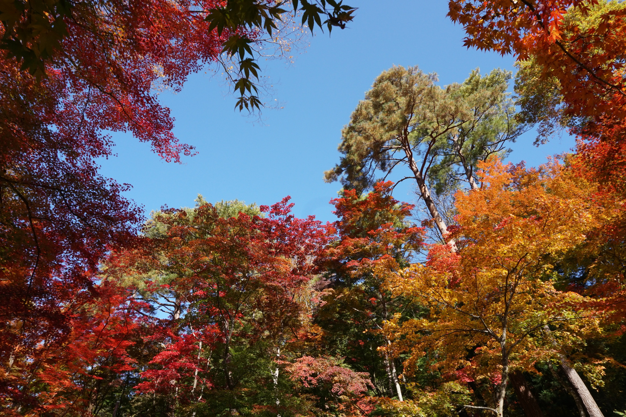 日枝神社の紅葉4