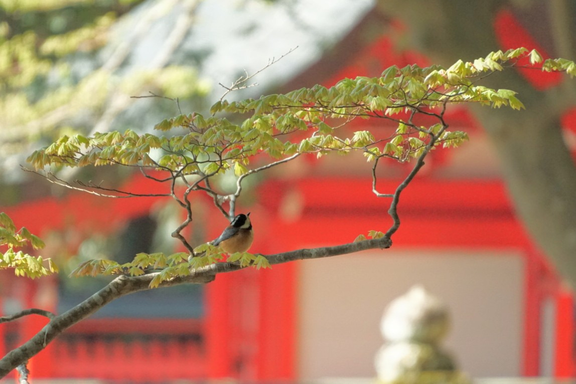 野鳥にもたくさん出会えます！