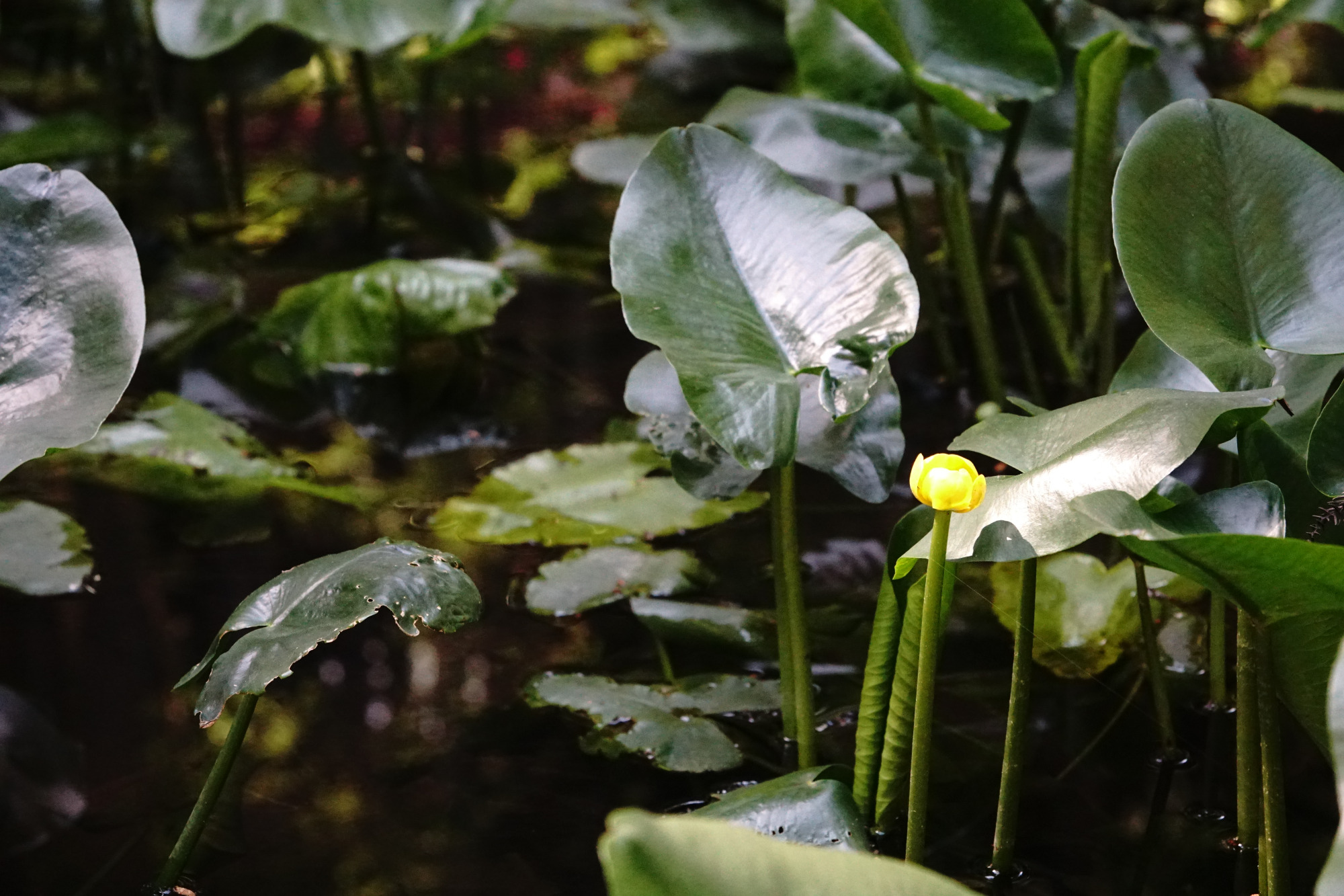 池をよく見ると咲いている「コウホネ」