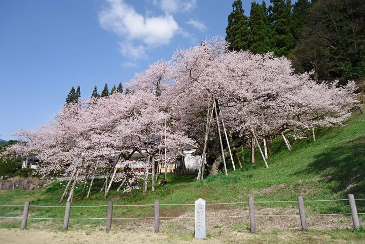 春におすすめ！飛騨高山の桜の名所を車でドライブするモデルコース（半日）