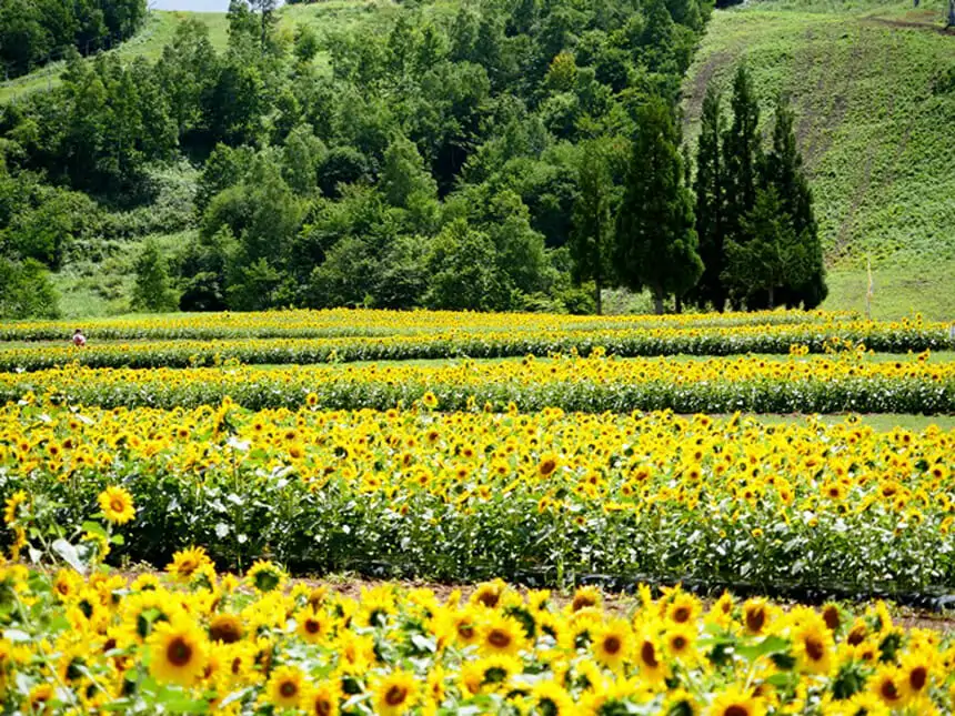 丹生川町のイベント
