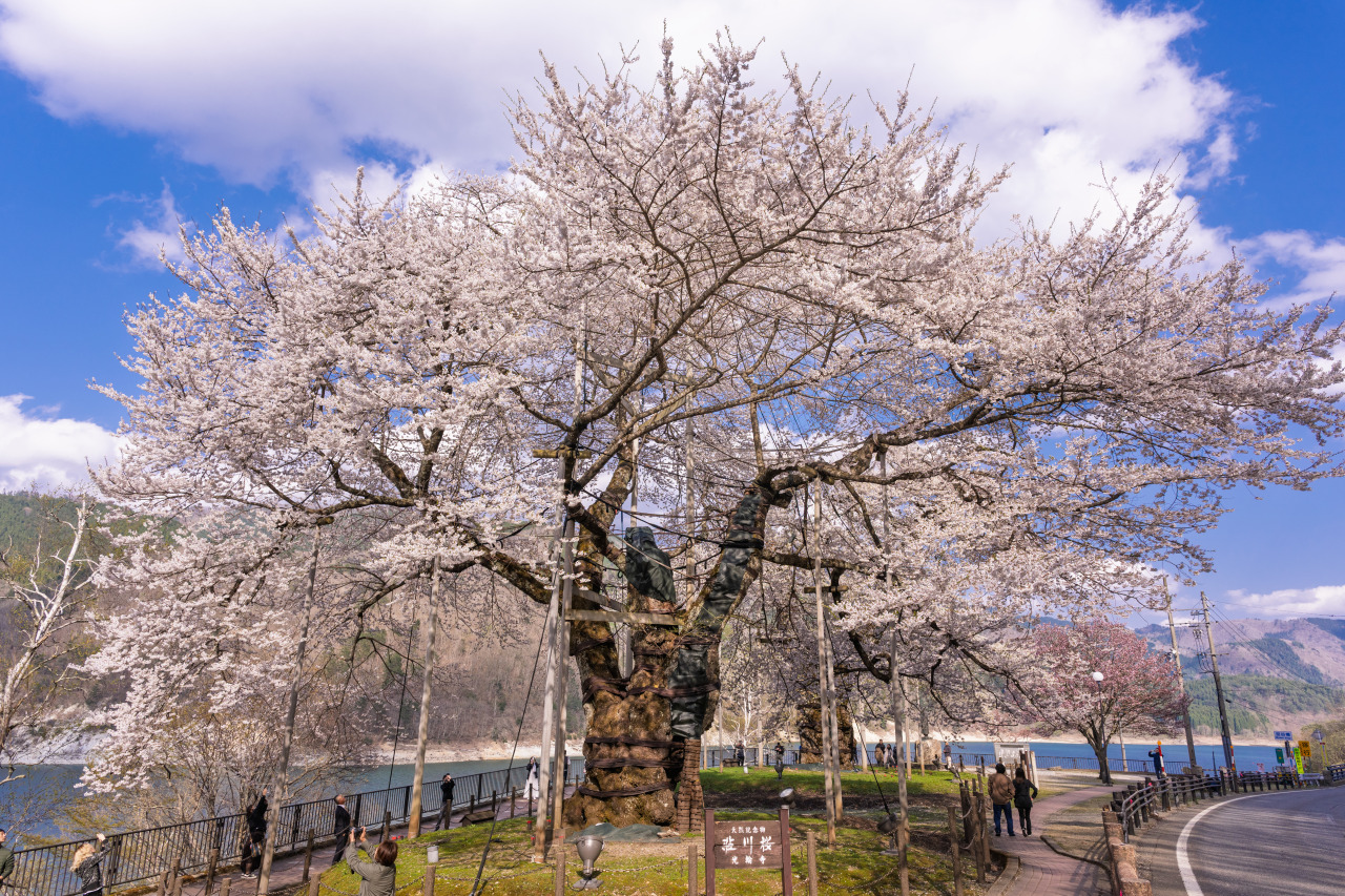 奇跡の桜が郷土を見守る　高山市荘川町の魅力