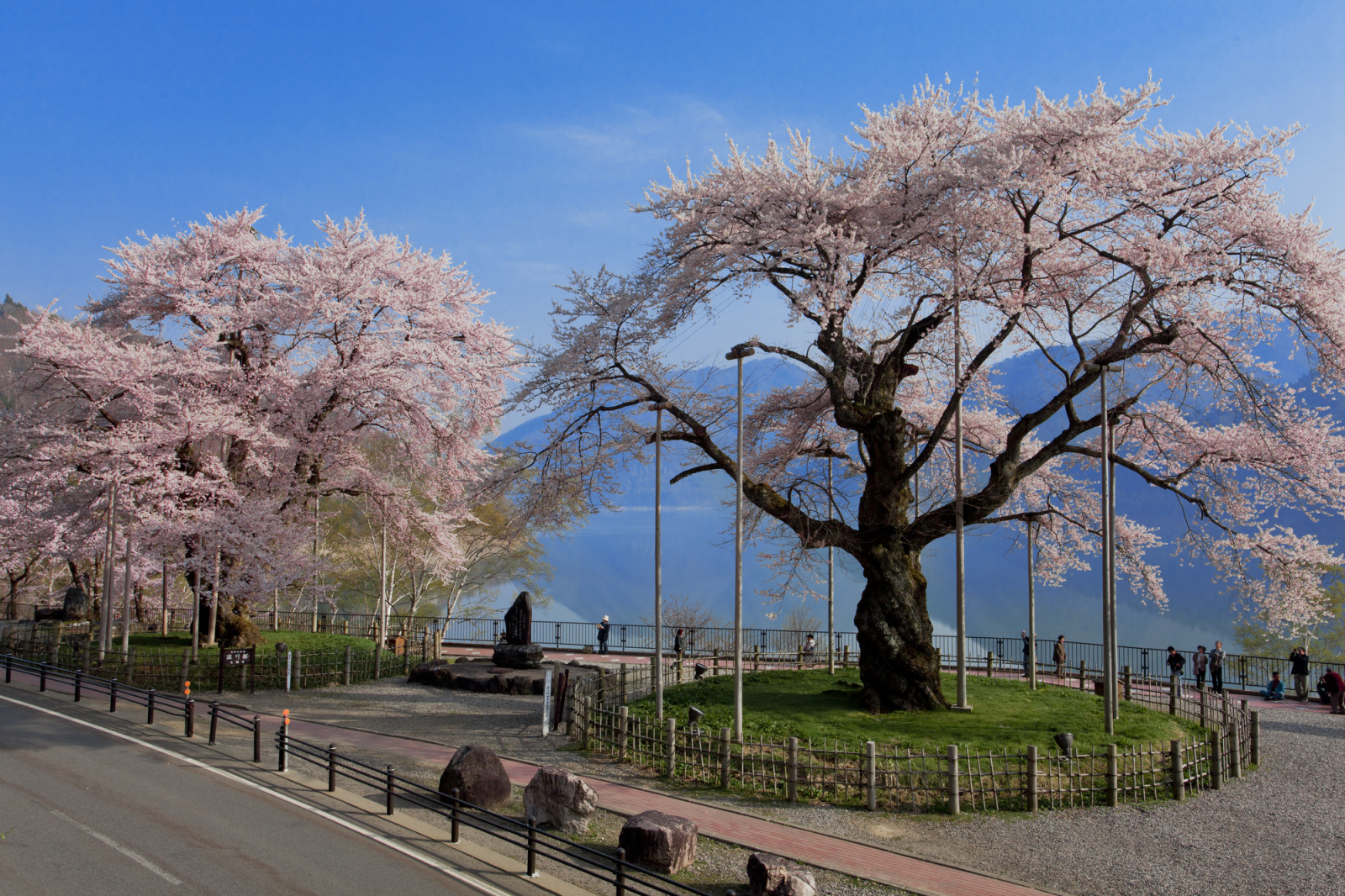 樹齢500年の「荘川桜」