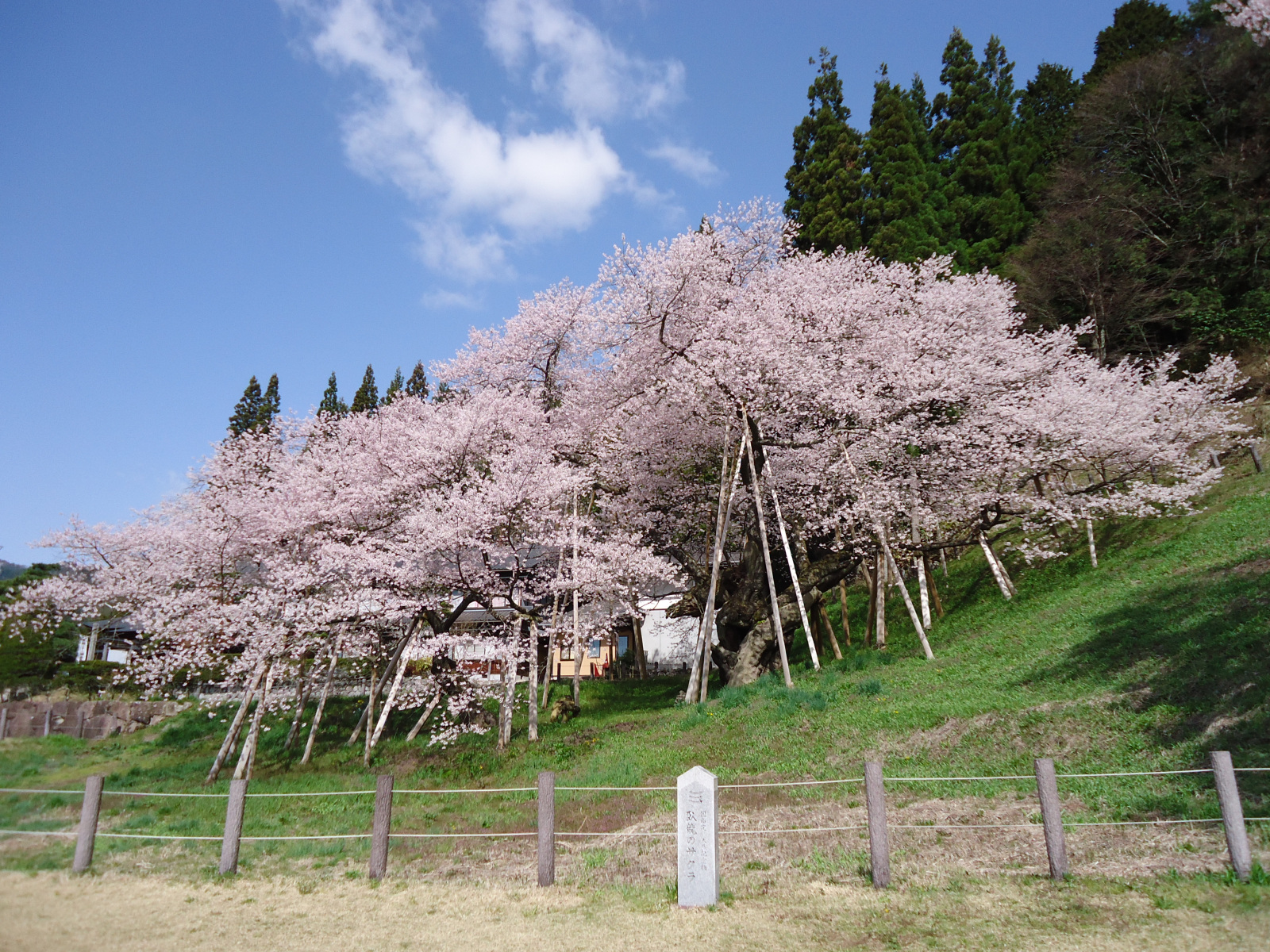 力強く蘇った「臥龍桜」