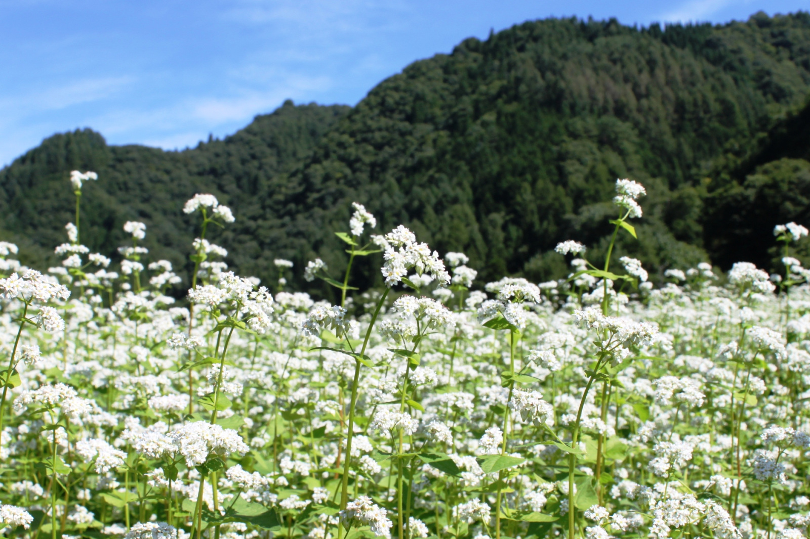 そばの花