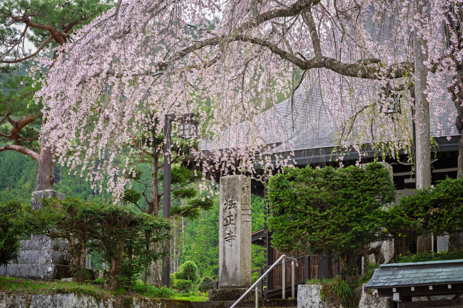 地域の宝 法正寺のしだれ桜