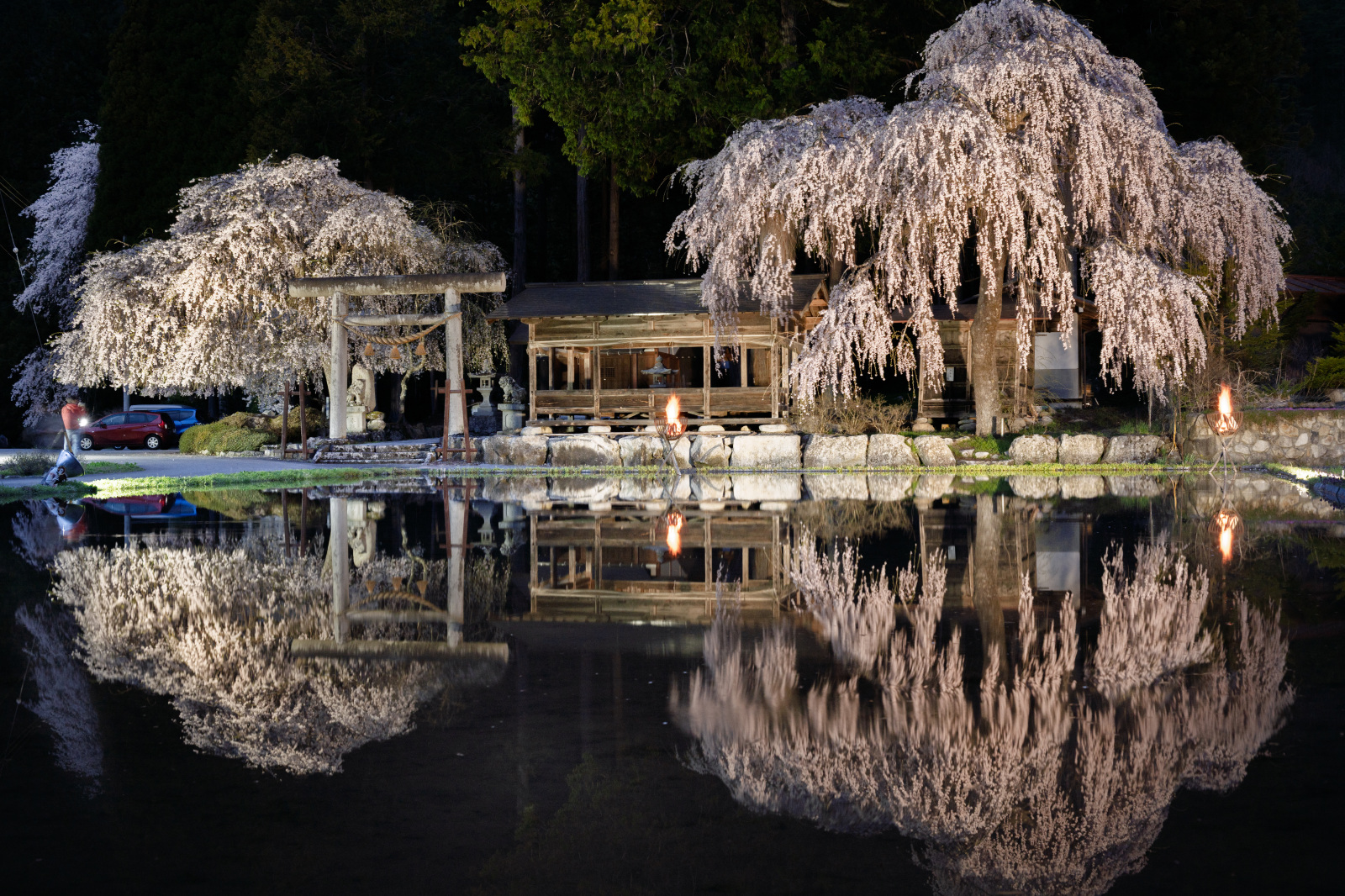 水鏡にその姿を映す青屋神明神社のしだれ桜