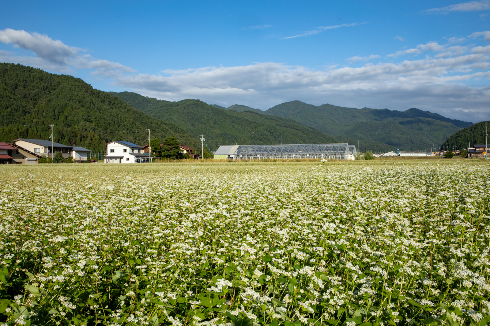 一面に広がる蕎麦の花