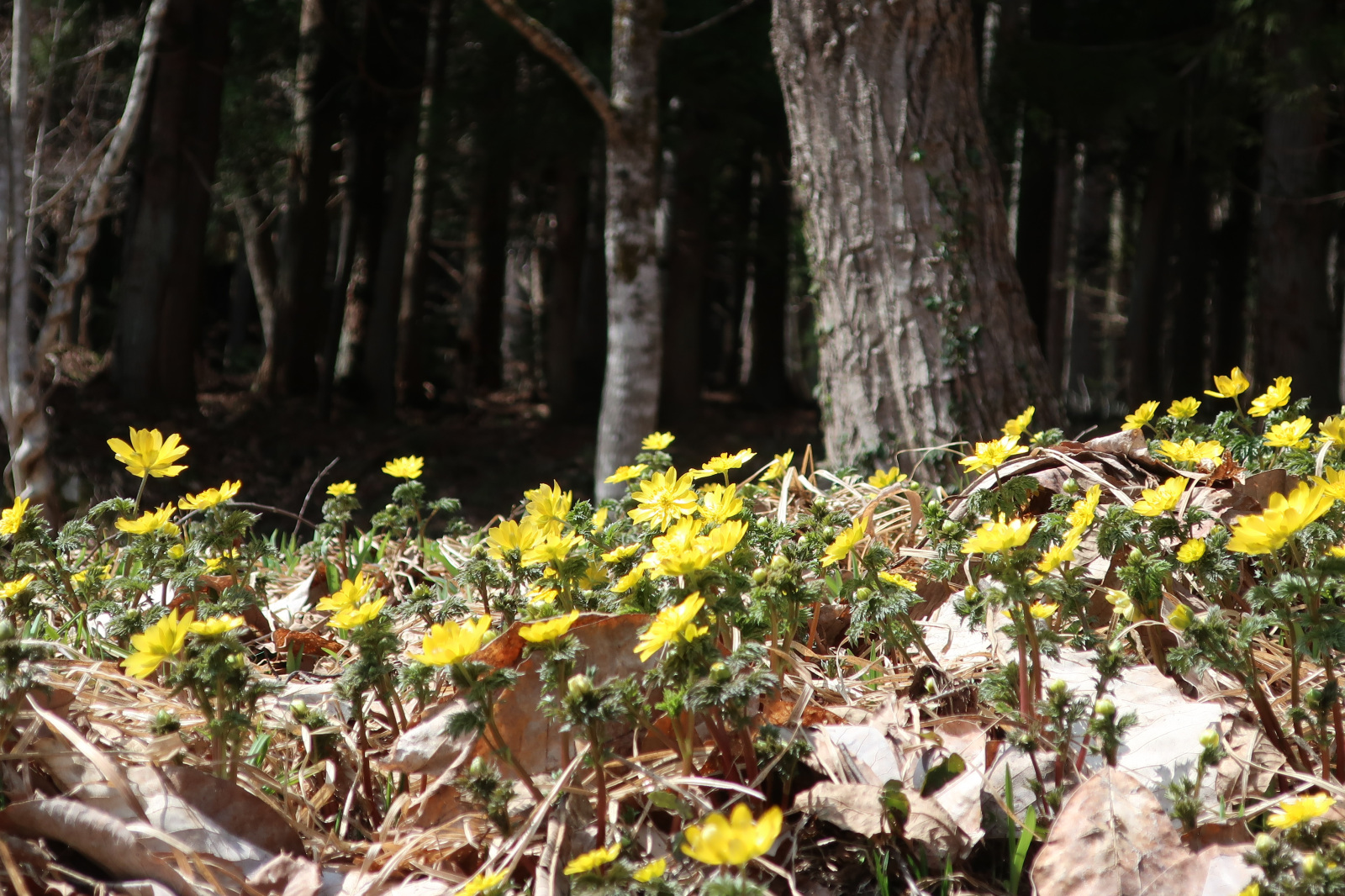 里山に春を告げる可憐な姿（例年の見頃　4月中旬～下旬）