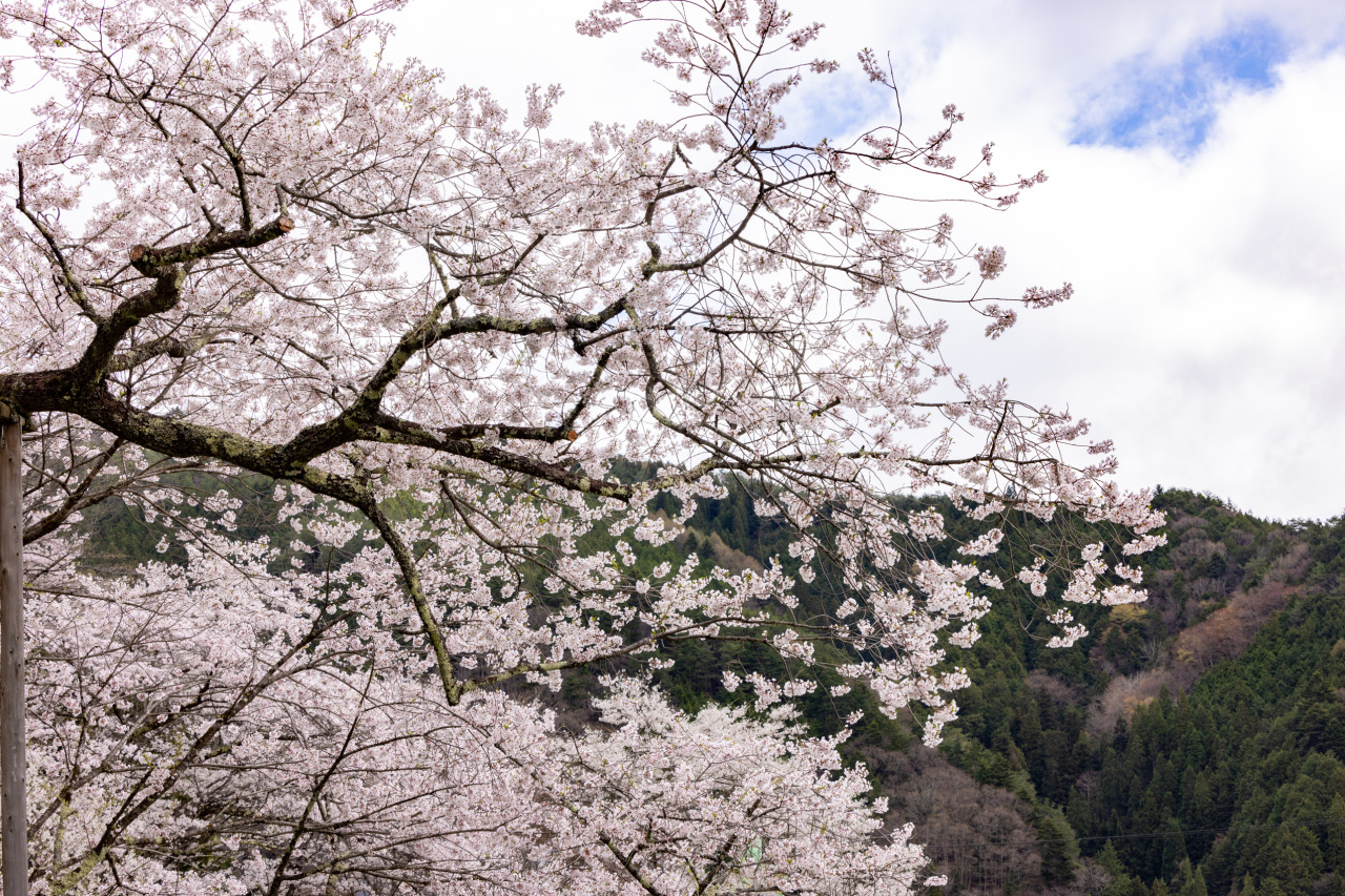 国の天然記念物　臥龍桜