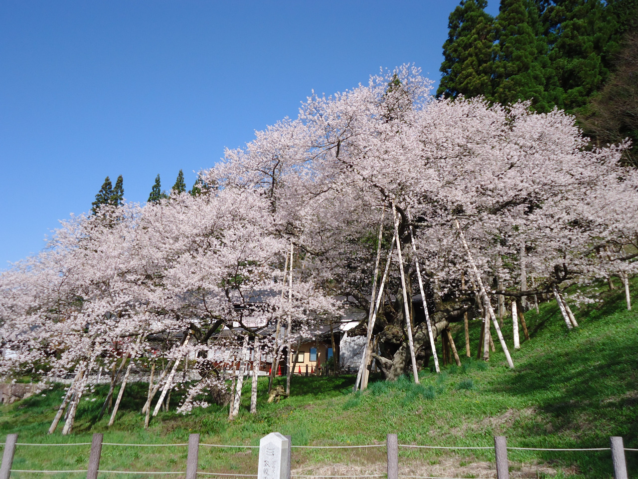 令和6年　臥龍桜開花情報