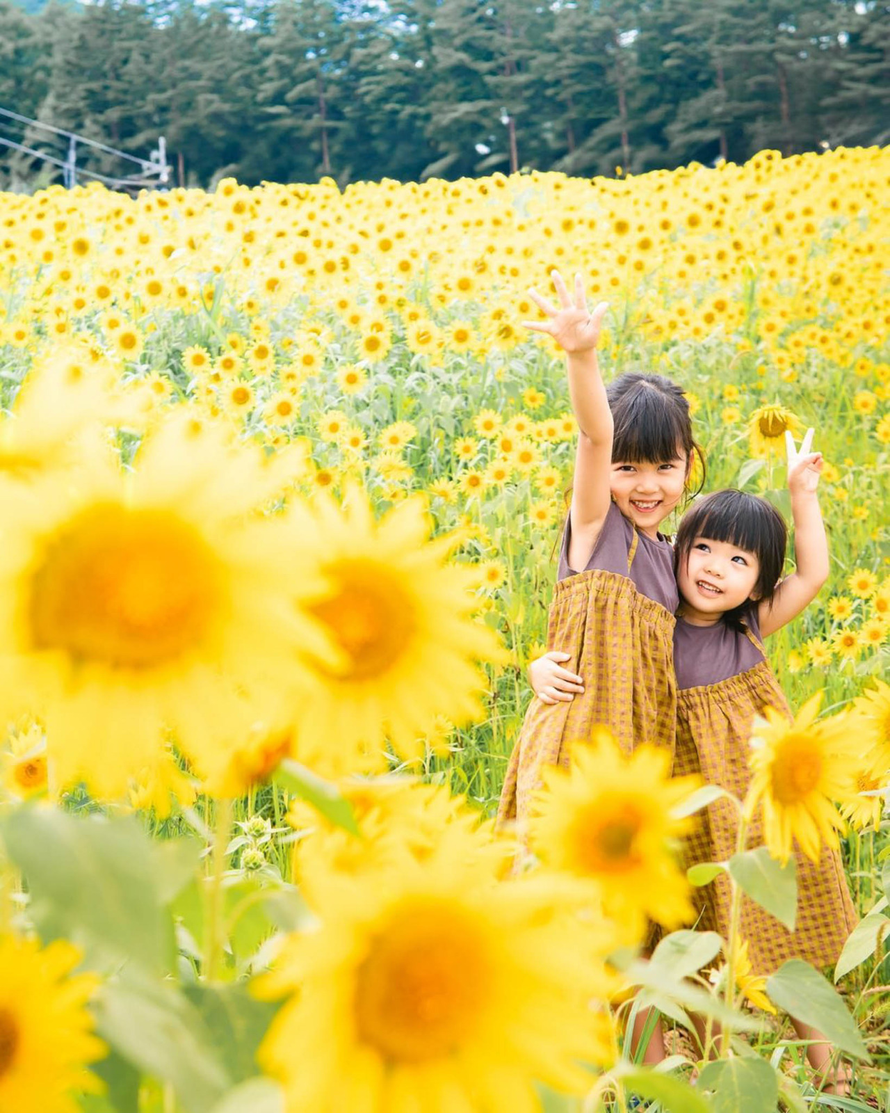 2025年 アルコピアひまわり園 - 8月2日～8月17日開園！