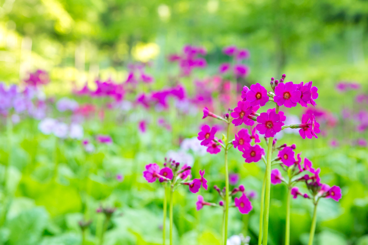 愛らしいクリンソウを見に行こう