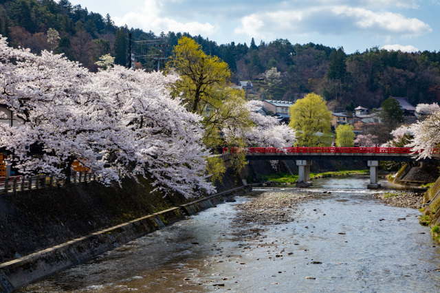 中橋周辺の桜