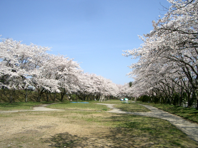 宮川緑地公園の桜