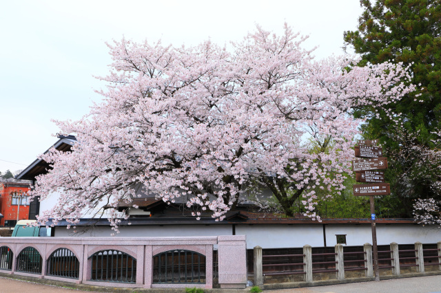 江名子川沿いの桜