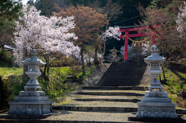 飛騨東照宮境内の桜