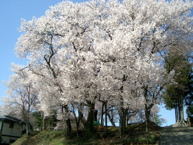 賀茂神社お旅所の桜（江名子町）　
