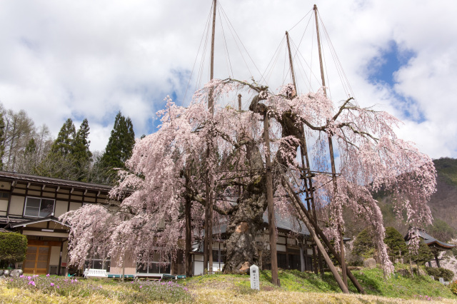 西光寺の枝垂れ桜　