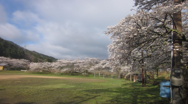 上組地区のグランドの桜