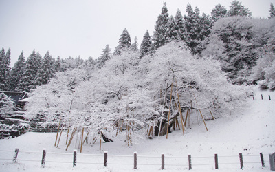 冬の桜