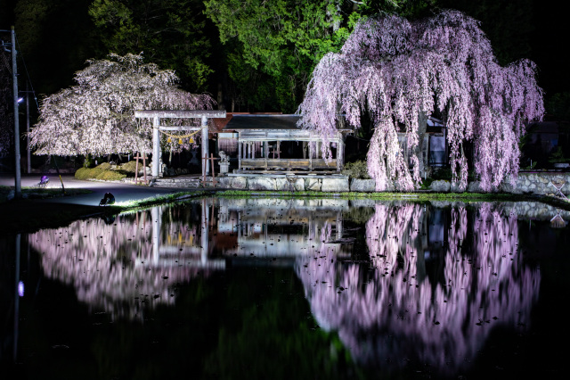 青屋神社の枝垂れ桜