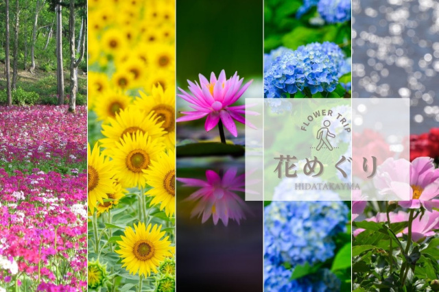 飛騨高山の四季を知る花々