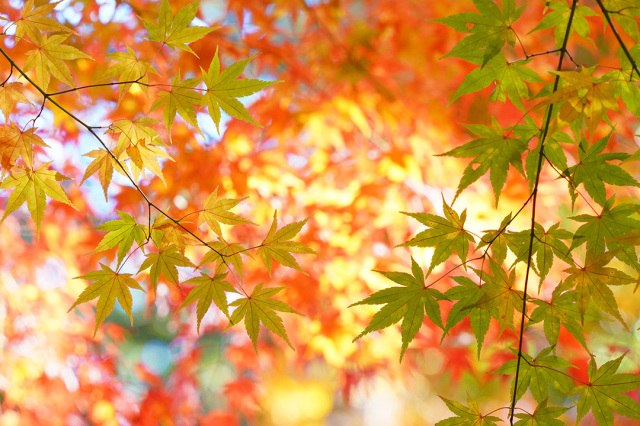 飛騨高山のおすすめ紅葉スポット