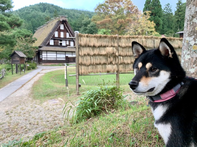 散策、買い物、グルメに猫！なんでも楽しめる飛騨の里通りで一日満喫する日帰りモデルコース