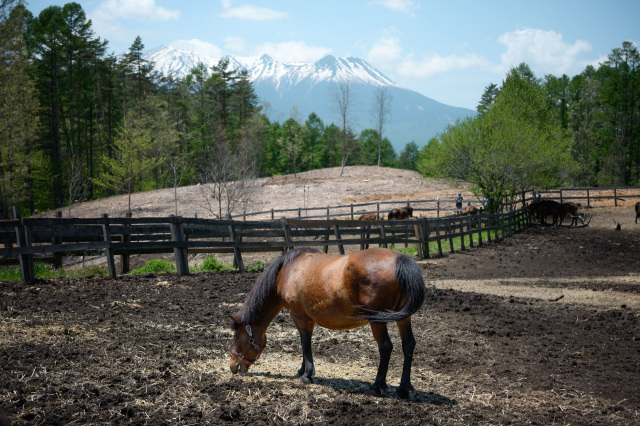 御嶽山の絶景と木曽馬